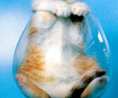 catwine catwine