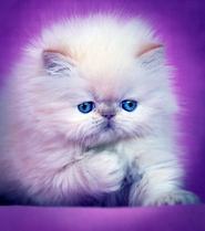 fluffy fluffy