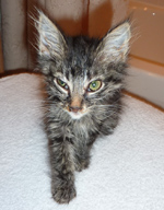 Kozi as a kitten Kozi as a kitten
