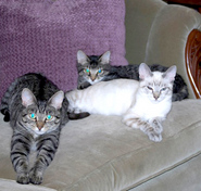 kozi family kozi family